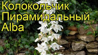 Колокольчик пирамидальный Альба Краткий обзор описание характеристик campanula pyramidalis Alba [upl. by Marrilee]