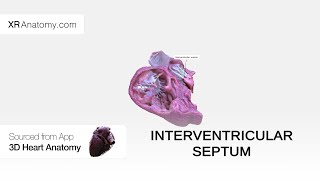 Interventricular septum [upl. by Firmin]