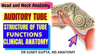 AUDITORY TUBE  PHARYNGOTYMPANIC TUBE  EUSTACHIAN TUBE Anatomy [upl. by Netnilc]