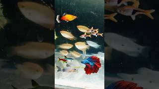 Gourami Fish Tank Mates 😍 aquarium mollyfish tankmate minivlog petsvlog shorts [upl. by Yrovi]