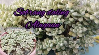 GRAPTOPETALUM MENDOZAE SOBRANG DALI ALAGAAN NO NEED NG CARE TIPS PROPAGATE NALANG NATIN [upl. by Trebmer237]