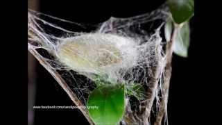 silk worm building cocoon [upl. by Oniotna]