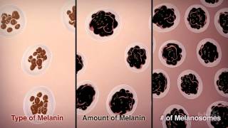 How We Get Our Skin Color  HHMI BioInteractive Video [upl. by Cobbie]