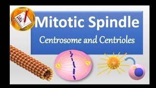 Spindle Centrosome centrioles chromosomal segregation [upl. by Nottarts471]