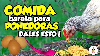 10 alternativas económicas para alimentar a tus gallinas 🐔🌿🥚 [upl. by Orrocos]