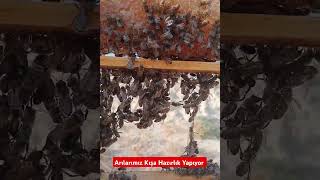 Arılarımız kışa hazırlık yapıyor beekeeper honey [upl. by Ahsenhoj]