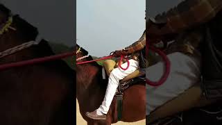 Millionaire horses Popular video village Sawai Madhopur Rajasthan Bilopa [upl. by Novah]