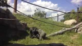 Gorilla DEATH Fight [upl. by Ruperta]