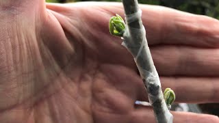 White Sapote my first ever attempt at grafting Casimiroa Edulis the scion variety is McDill [upl. by Garrot]