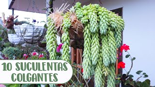 10 SUCULENTAS COLGANTES QUE DEBES TENER EN TU JARDÍN│Candy Bu [upl. by Jacklyn]