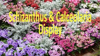 Schizanthus and Calceolaria Display  Fitzroy Gardens Conservatory [upl. by Azerila]