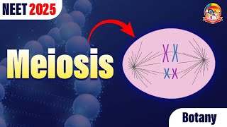 Meiosis  Cell Division  NEET Botany  NEET 2025 srichaitanyagosala [upl. by Yartnoed]