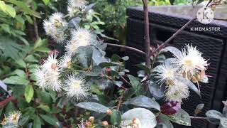 Incredible flower display continues on my Lilly Pilly  Syzygium Smithii [upl. by Swartz]