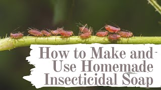 How to make and use homemade insecticidal Soap [upl. by Wilkey]