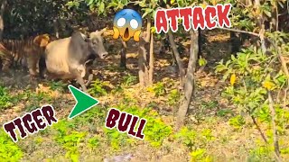 Bull Survived From Tiger Attack At Corbett Forest Uttarakhand [upl. by Mort570]