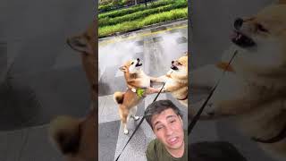 ‼️CONFUSÃO GENERALIZADA‼️ pets caes cachorro animaisdeestimação shiba react dueto cao [upl. by Groos]