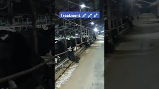 Night treatment 💉💉💉  theveterinarian cow dairyfarming treatment [upl. by Yhtir]