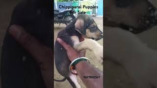 Low price Chippiparai Puppies Sale dog music love tamil yourpets tranding [upl. by Elleiand]