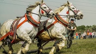 Rönkhúzó verseny 2014 Szigetszentmiklós BaTa kupa [upl. by Behl]