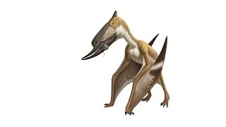 What Is a Pterosaur [upl. by Randal]