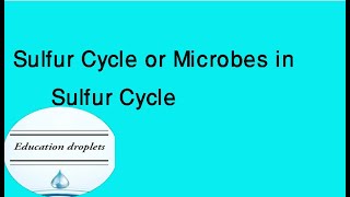 Sulfur Cycle  Microbes in sulfur cycle [upl. by Gladis]