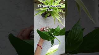 Unboxing Live Plant Nurserylive [upl. by Aicarg800]