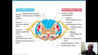 BIO 201  UNIT 5 PHYS  LEC 5  NEURON NETWORKING [upl. by Trometer]