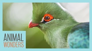 Turacos Little Known Wonders [upl. by Alwin]