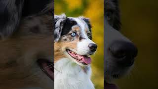 The Australian Shepherd [upl. by Armington231]