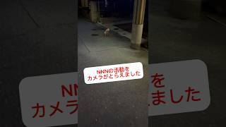 【諜報機関】奴らは存在する ネコネコネットワーク [upl. by Mccreery113]