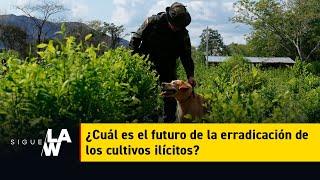 ¿Cuál es el futuro de la erradicación de los cultivos ilícitos [upl. by Merchant]