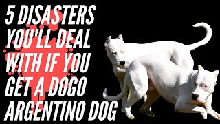 FIVE DISASTERS YOU’LL DEAL WITH IF YOU GET A DOGO ARGENTINO [upl. by Elletse]