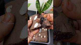 ராகி ப்ரௌனி🍪🍪🍰🎂😋👌 Ragi Brownie recipe 😋👌shorts ragi brownie [upl. by Nawk]