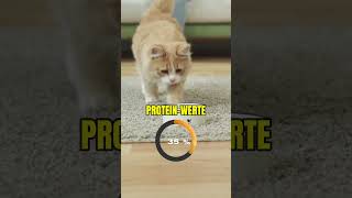 Proteingehalt im Katzenfutter Die reinste Verar 🐈 [upl. by Garvin464]