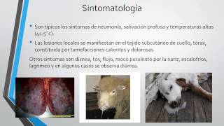 Septicemia en Ovinos [upl. by Supen645]