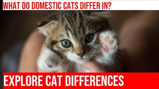 Domestic Cats vs Wildcats What Sets Them Apart [upl. by Mis]