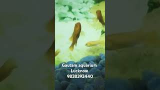 Ghost Fish Gautam aquarium Lucknow 9838393440 [upl. by Aidas]