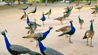 मोर का डांस peacock 🦚 dance 💃 roof birds the india pefowlpeacock sound and peacock flying peahen [upl. by Orpheus]