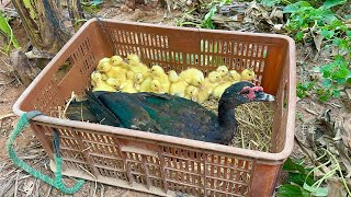 Ducklings Hatch In The Nest [upl. by Aniela]