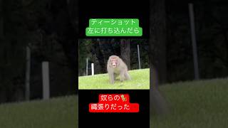 ティーショット左に打ち込んだら、奴らの縄張りだった🐒‼️ ゴルフティーショット猿縄張り鹿🦌 [upl. by Radnaskela]