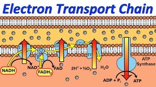 Mysteries of the Electron Transport Chain Revealed in Rap [upl. by Oeramed941]