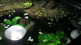 duckweed diy filter for aquariums [upl. by Rosemaria224]