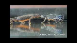 MaleFemale Alpine Newt Mating Behavior [upl. by Aysahc261]