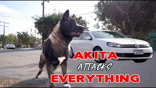 Dog Aggressive Akita  Max social lesson 2 [upl. by Gwenny]