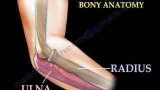 Anatomy Of The Elbow Animation  Everything You Need To Know  Dr Nabil Ebraheim [upl. by Andri]