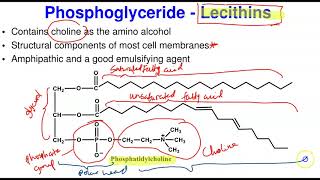 Complex Lipids amp Biological Membrane [upl. by Burnsed701]