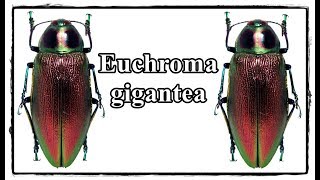 Euchroma gigantea  Präparation  Mounting [upl. by Eerol]