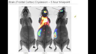 Xtreme  The Next Generation in OpticalXray Preclinical Imaging [upl. by Hufnagel375]