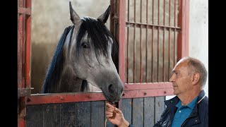 Hodowca Zbigniew Górski o swoich czempionach arabskich [upl. by Donohue934]