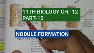 Class 11 BiologyCh12 Part10Nodule formationStudy with Farru [upl. by Haisoj]